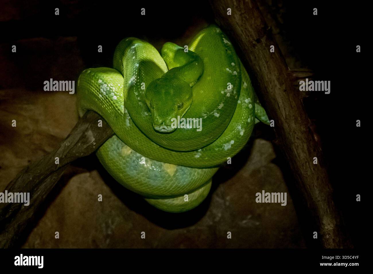 si tratta di un boa particolarmente attraente, di piccole dimensioni e ben mimetizzato nella sua posizione tipica. Foto Stock