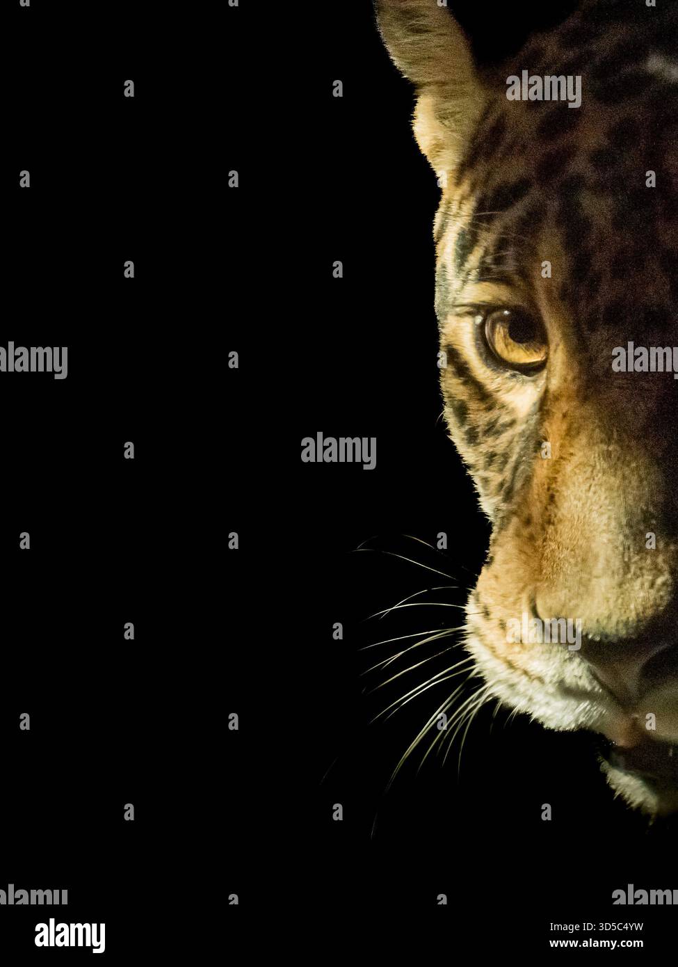 Il terzo gatto più grande è un carnivoro molto diverso e vive in Sud America, il Jaguar. Alcune luci evidenziano il suo occhio in un'immagine altrimenti scura. Foto Stock