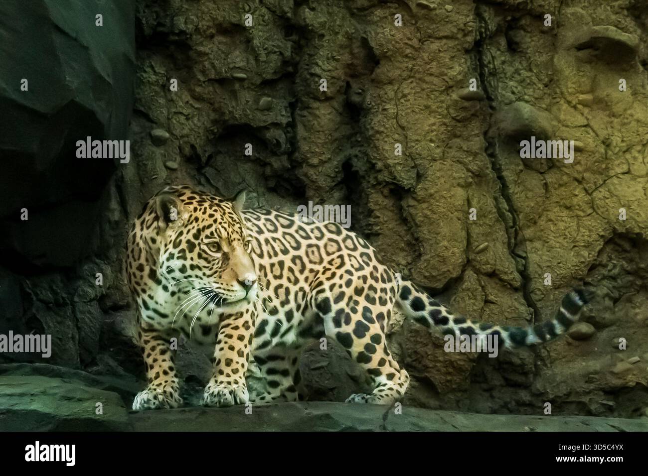 Il terzo gatto più grande è un carnivoro molto diverso e vive in Sud America, il Jaguar. Si muove con grande furtività. Foto Stock