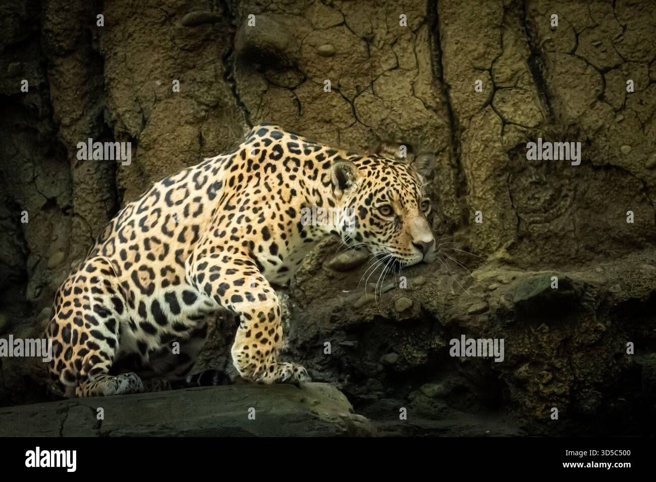 Il terzo gatto più grande è un carnivoro molto diverso e vive in Sud America, il Jaguar. Si muove con grande furtività. Foto Stock