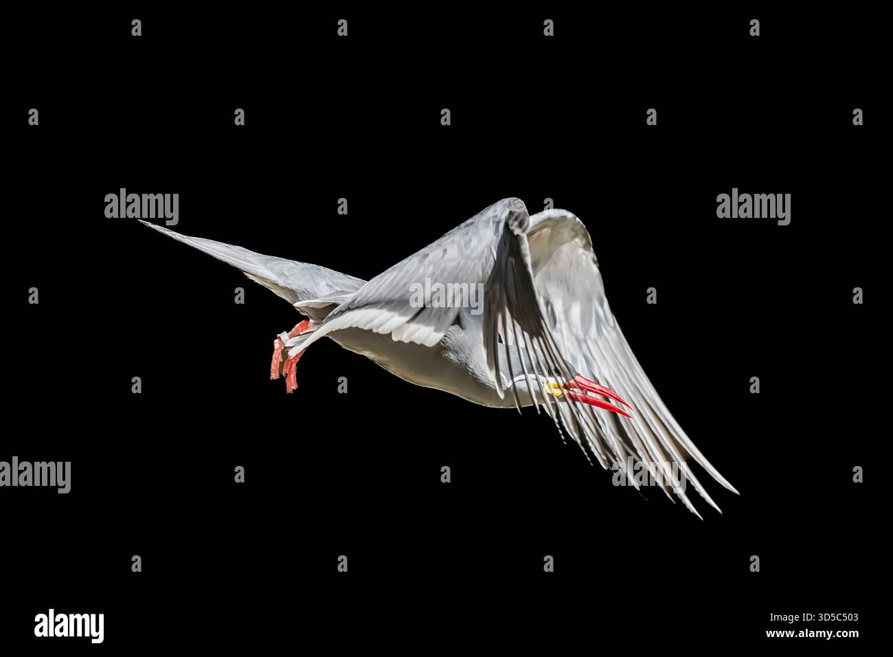 un uccello skimmer prende il volo in uno zoo con abbastanza spazio per consentire agli uccelli di "agire" limitato. Le ali dello skimmer sono davvero stupende. Foto Stock