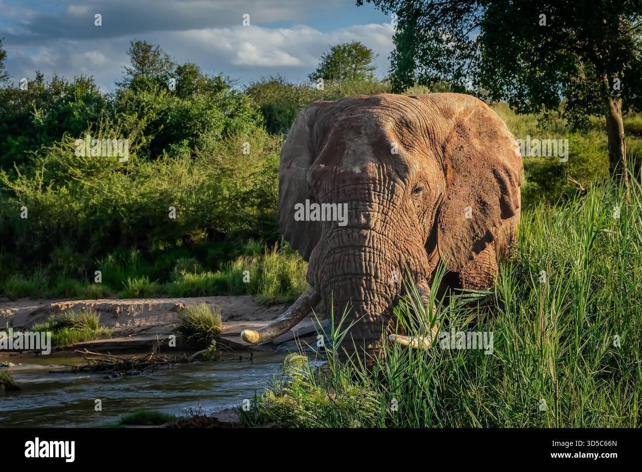 Elefanti africani nel loro bellissimo ambiente verde delle lussureggianti praterie di Natal in Sudafrica. Il mio autista sapeva che questo pachyderm era amichevole. Foto Stock