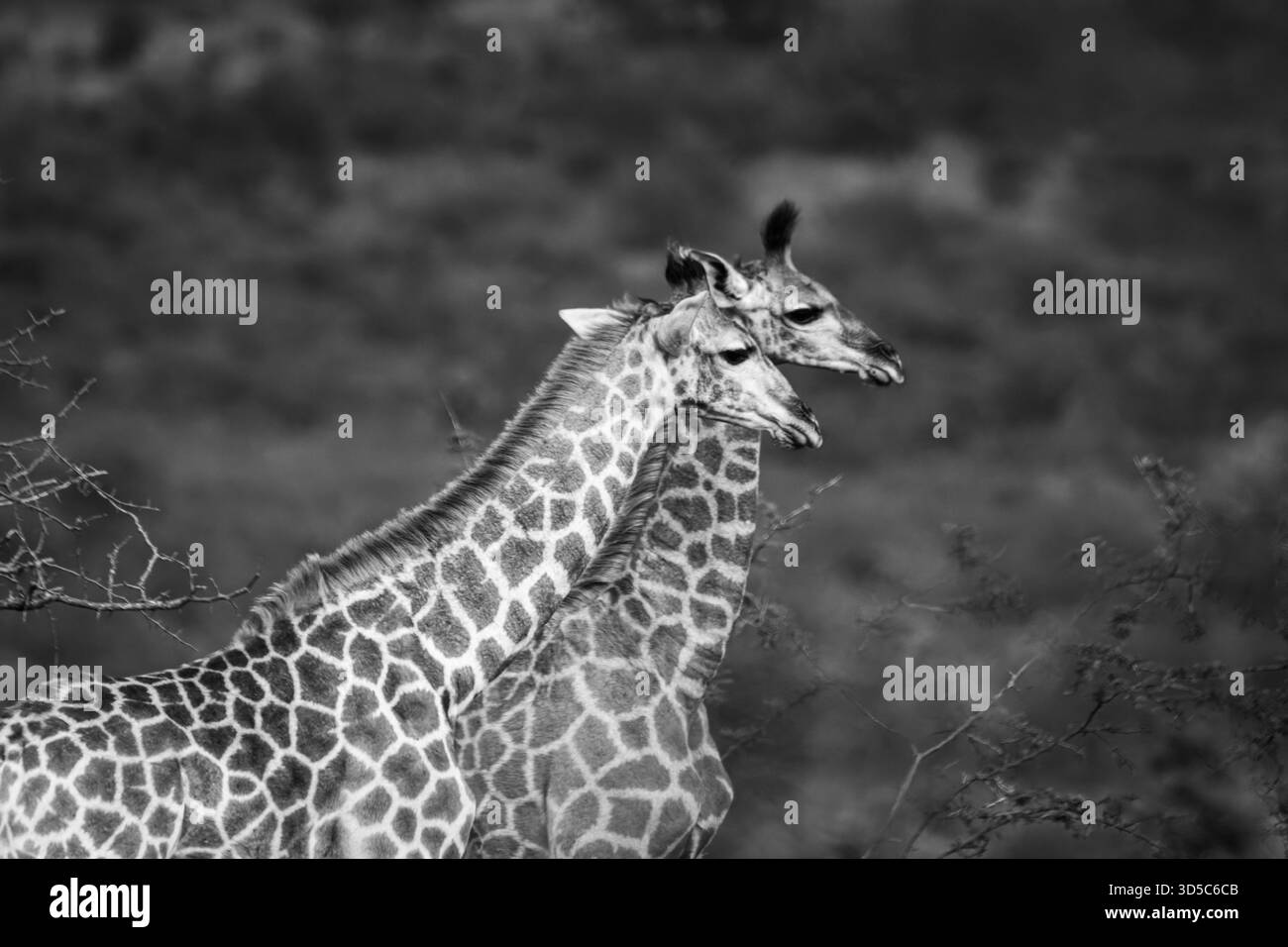 Un paio di giraffe e un vitello fornivano intrattenimento nelle verdi colline di Kwa Zulululand Foto Stock
