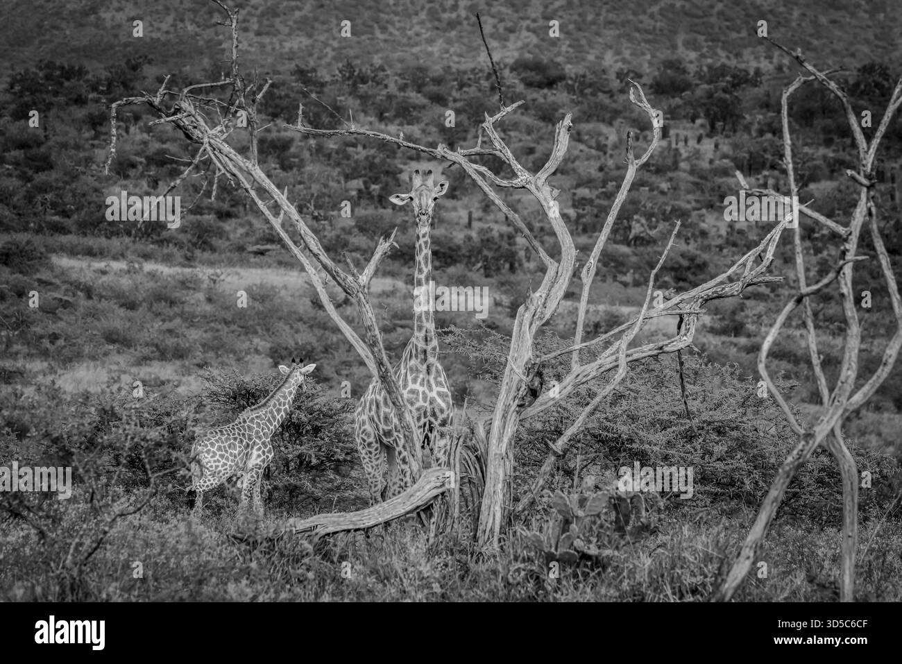 Un paio di giraffe e un vitello hanno offerto intrattenimento nelle verdi colline di Kwa Zululand con un albero interessante che fornisce l'elica. Foto Stock