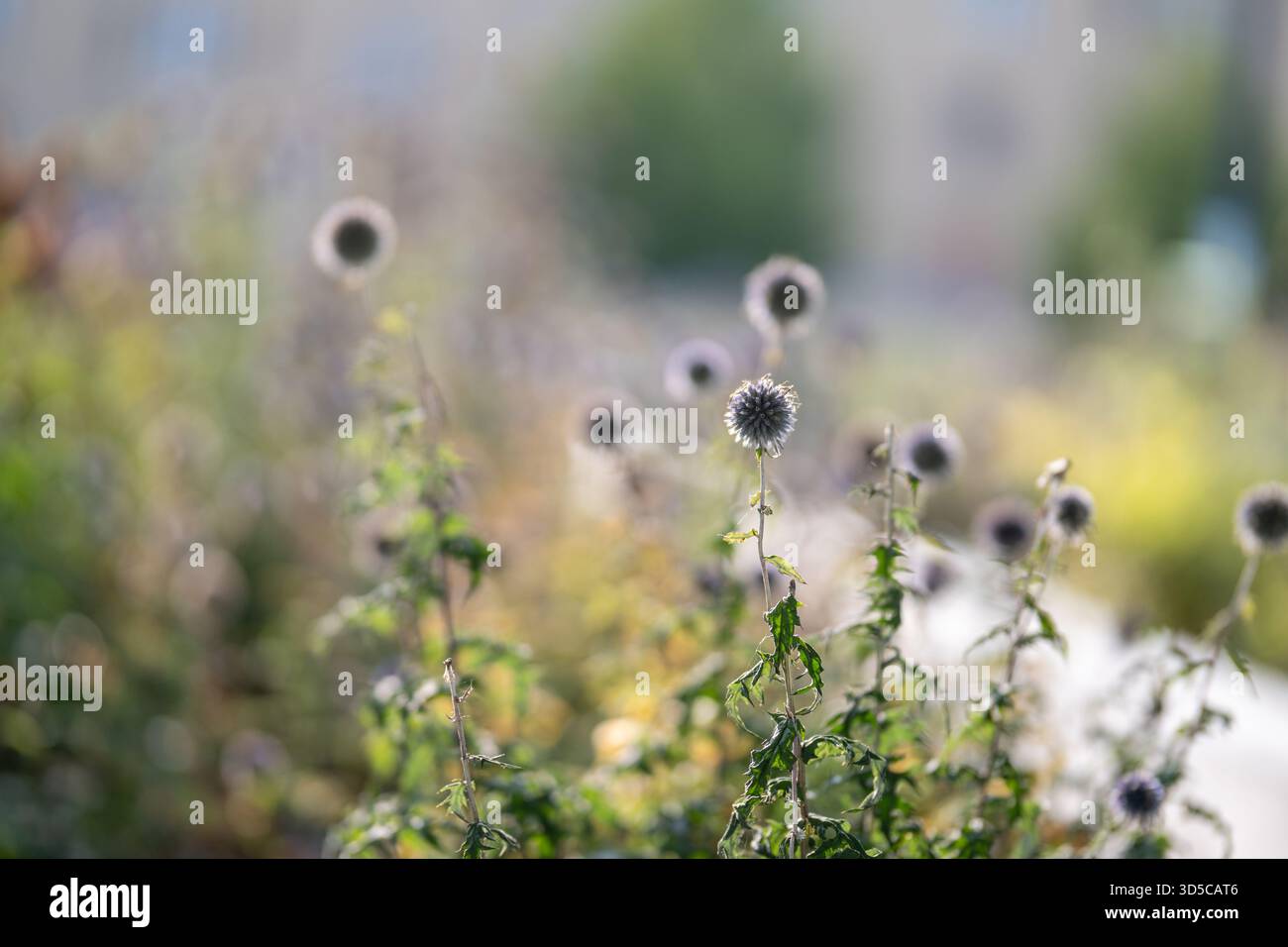 Blue Globe-Thistle alla luce autunnale in un letto di fiori in un parco cittadino di Norrköping a settembre in Svezia. Foto Stock
