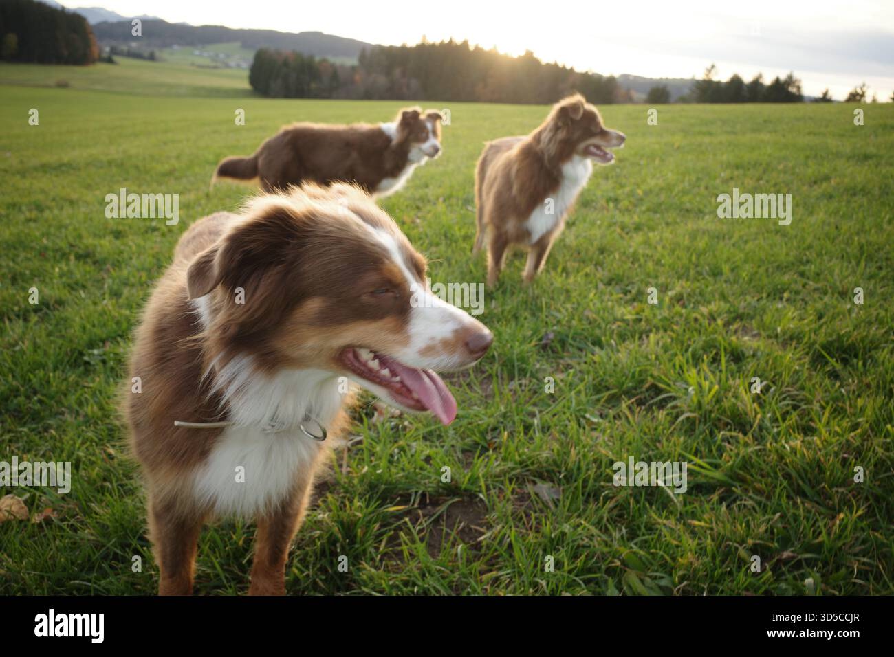 Tre pastori australiani che giocano in un Green Field al Sunset Foto Stock
