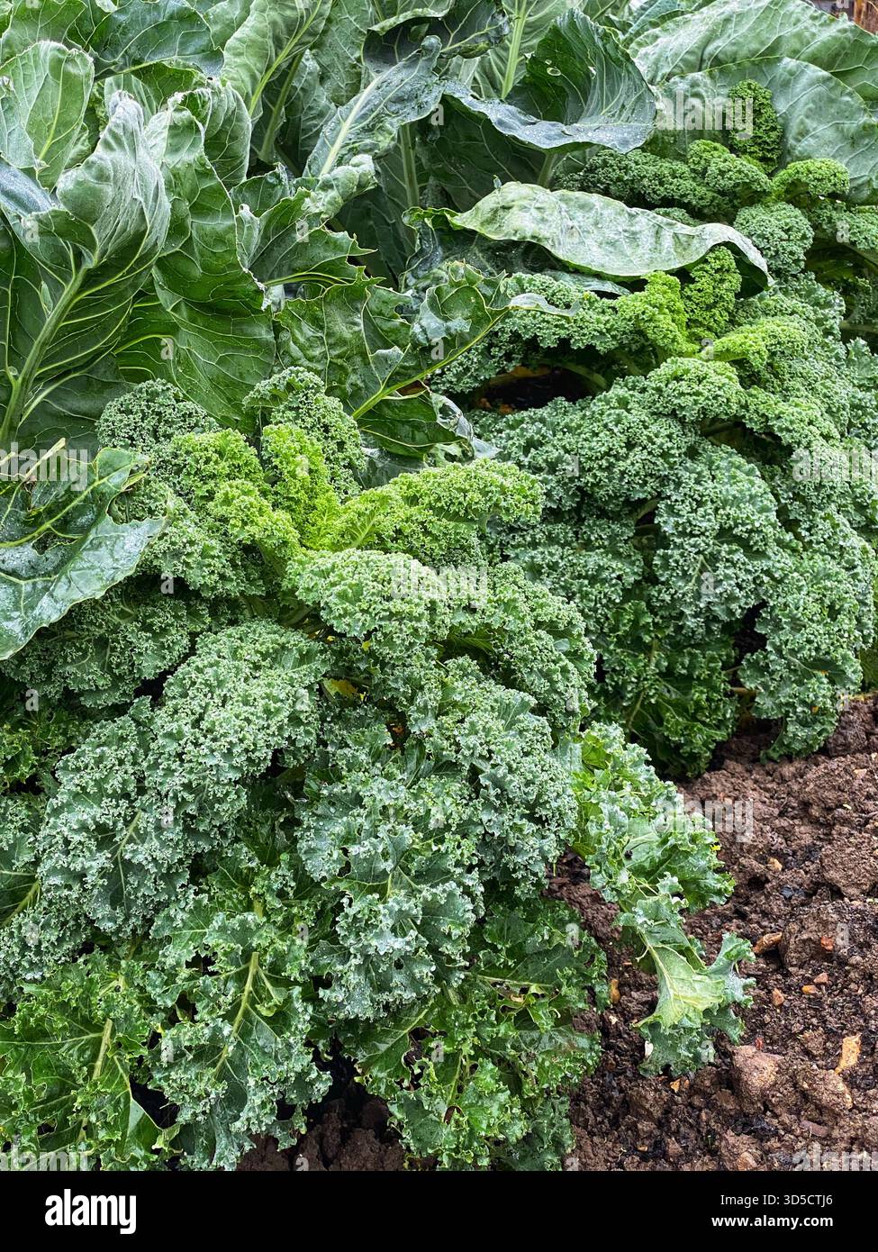 Piante di cavolfiore e cavolfiore che crescono insieme. - Immagine stock catturata con smartphone