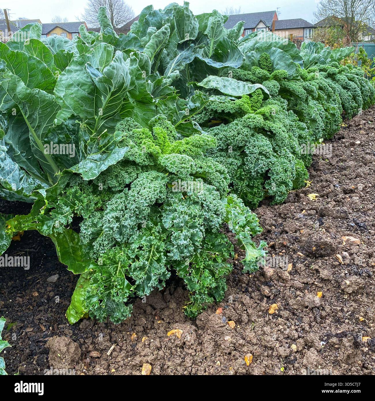 Piante di cavolfiore e cavolfiore che crescono insieme. - Immagine stock catturata con smartphone