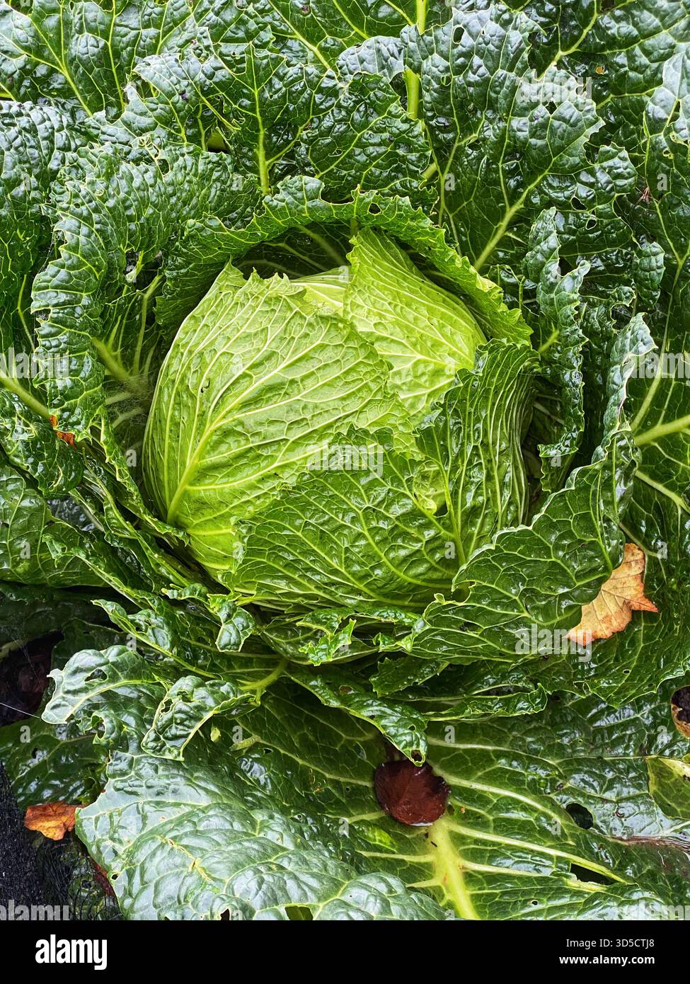 Il Savoy Cabbage maturo cresce. - Immagine stock catturata con smartphone