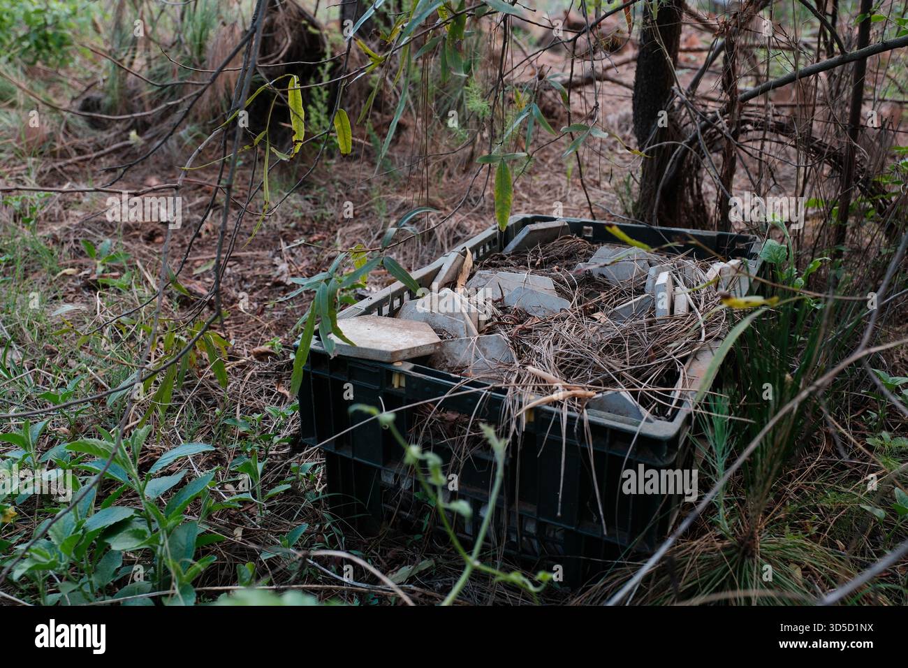 Cassa abbandonata riempita di piastrelle nel sottobosco forestale Foto Stock