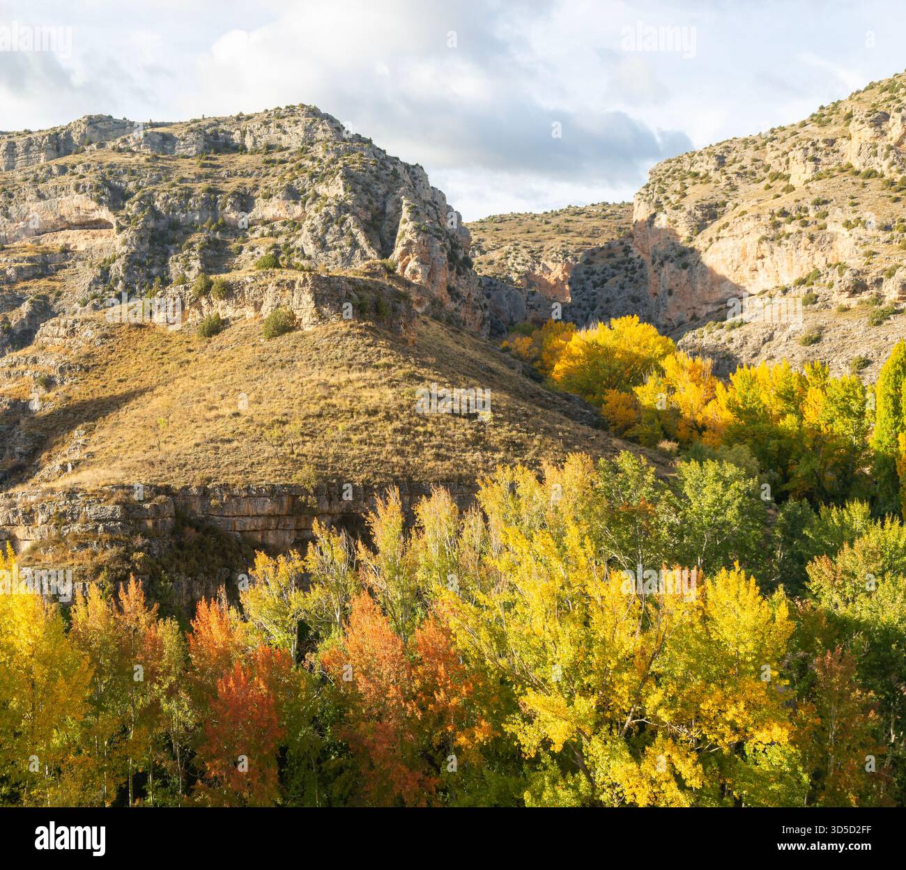 Alberi in foglie autunnali nella gola calcarea della valle del fiume Rio Guadalaviar, Albarracín, provincia di Teruel, Aragona, Spagna Foto Stock