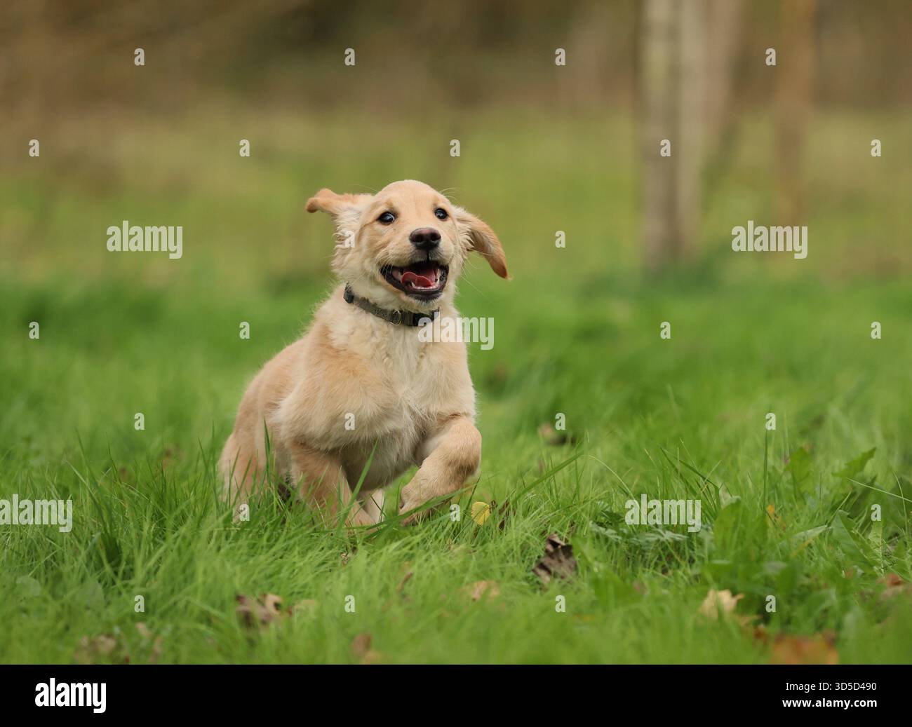 Splendido cucciolo Golden Retriever sorridente mentre corre. Foto Stock