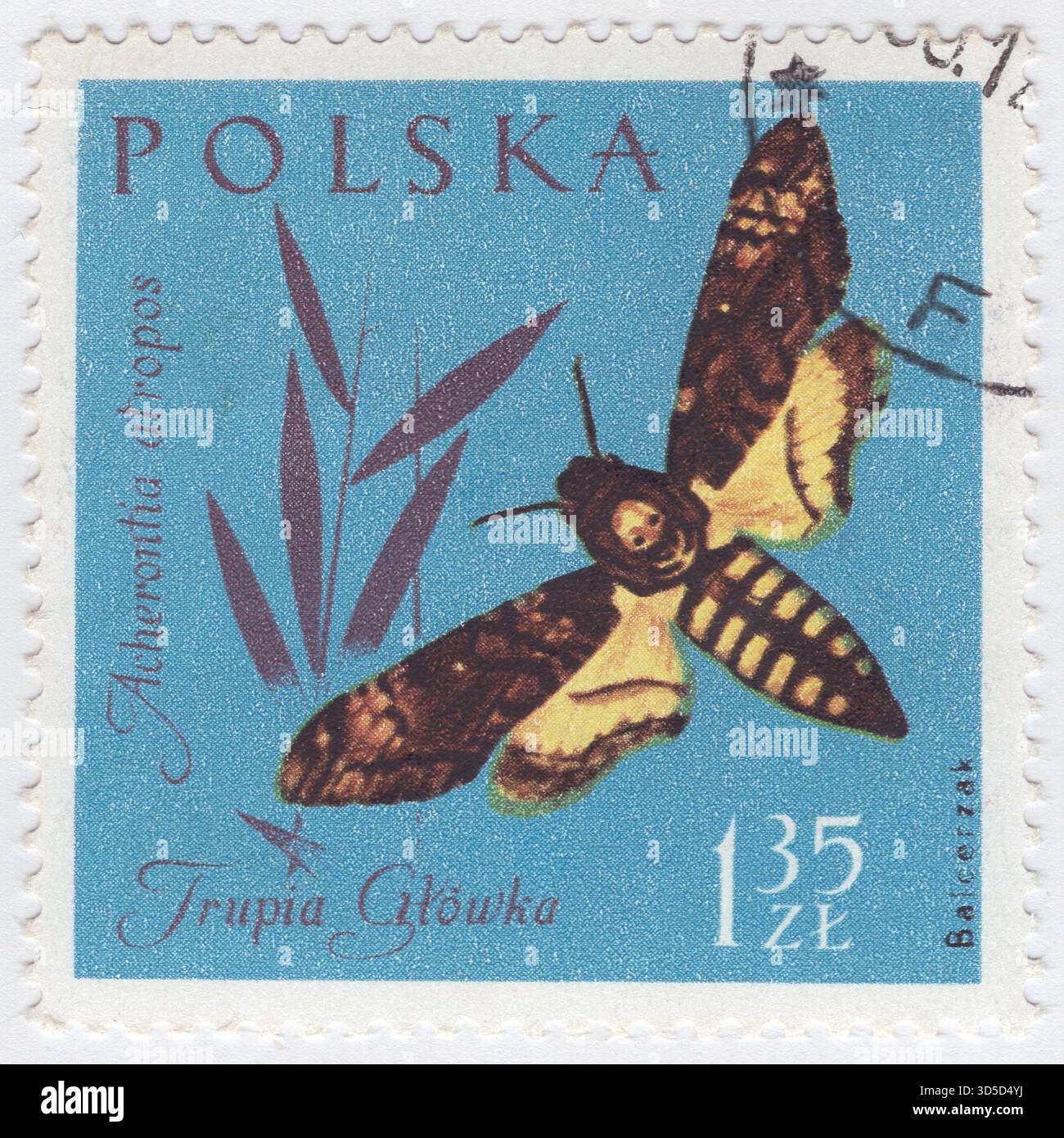 POLONIA — 1961 dicembre 30: Francobollo da 1,35 zloty zaffiro raffigurante insetti in colori naturali: Falena della testa della morte. Acherontia atropos, il falco della testa della morte africana, è la più ampiamente riconosciuta delle tre specie all'interno del genere Acherontia (le altre due sono Acherontia lachesis e Acherontia styx). È più comunemente identificato dal modello vagamente a forma di cranio che adorna il torace, la caratteristica da cui derivano i suoi nomi comuni e scientifici. Alla specie fu dato il suo nome scientifico da Carl Linnaeus nella sua decima edizione del Systema Naturae del 1758 Foto Stock
