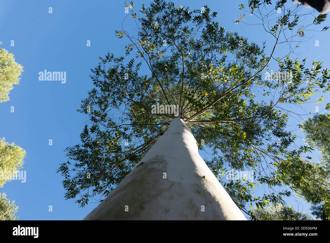 Albero di eucalipto alto e snello con rami affogati e foglie allungate Foto Stock