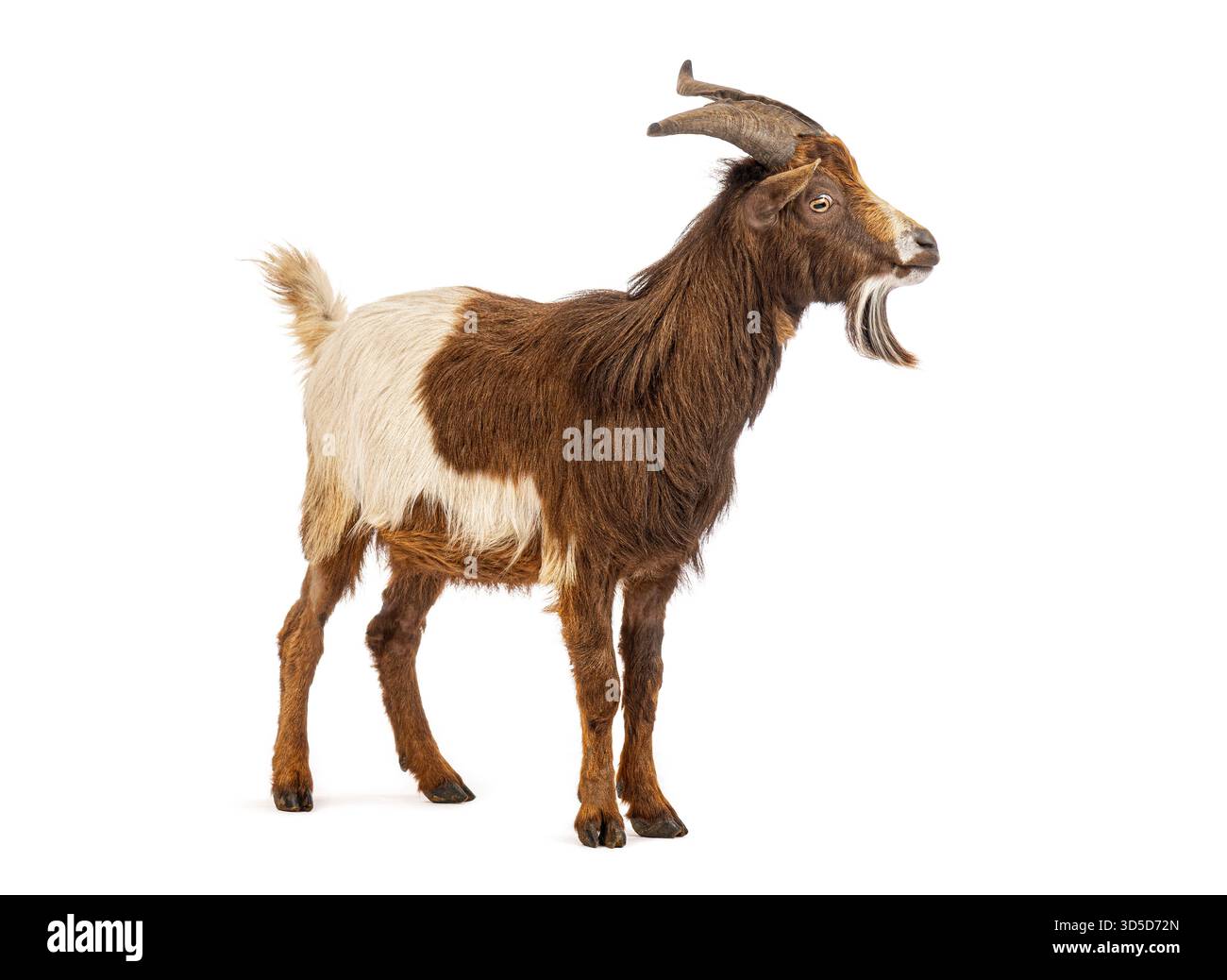 Capra domestica con corna che sanguinano, isolata su bianco Foto Stock