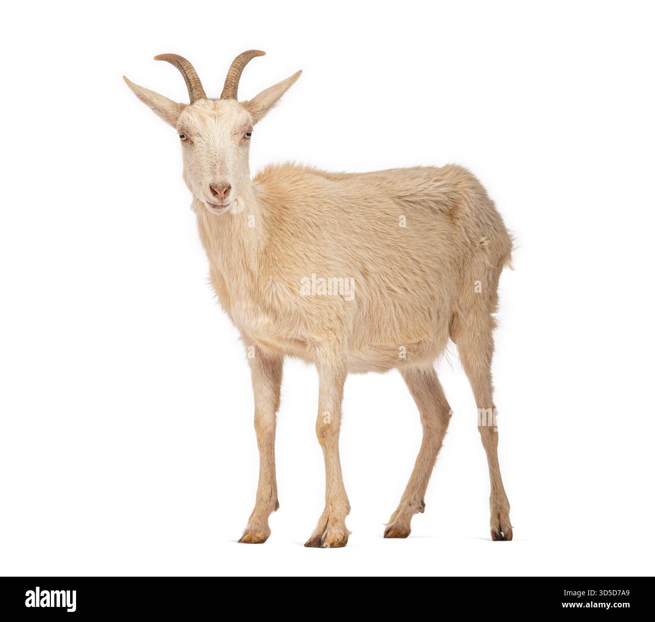 Ritratto a figura intera di una capra domestica su uno sfondo bianco, che mostra le sue caratteristiche uniche Foto Stock