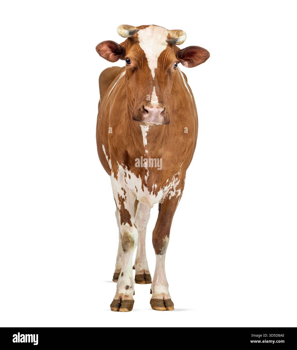 Ritratto a figura intera di una mucca holstein su sfondo bianco, con il suo caratteristico cappotto marrone e bianco Foto Stock