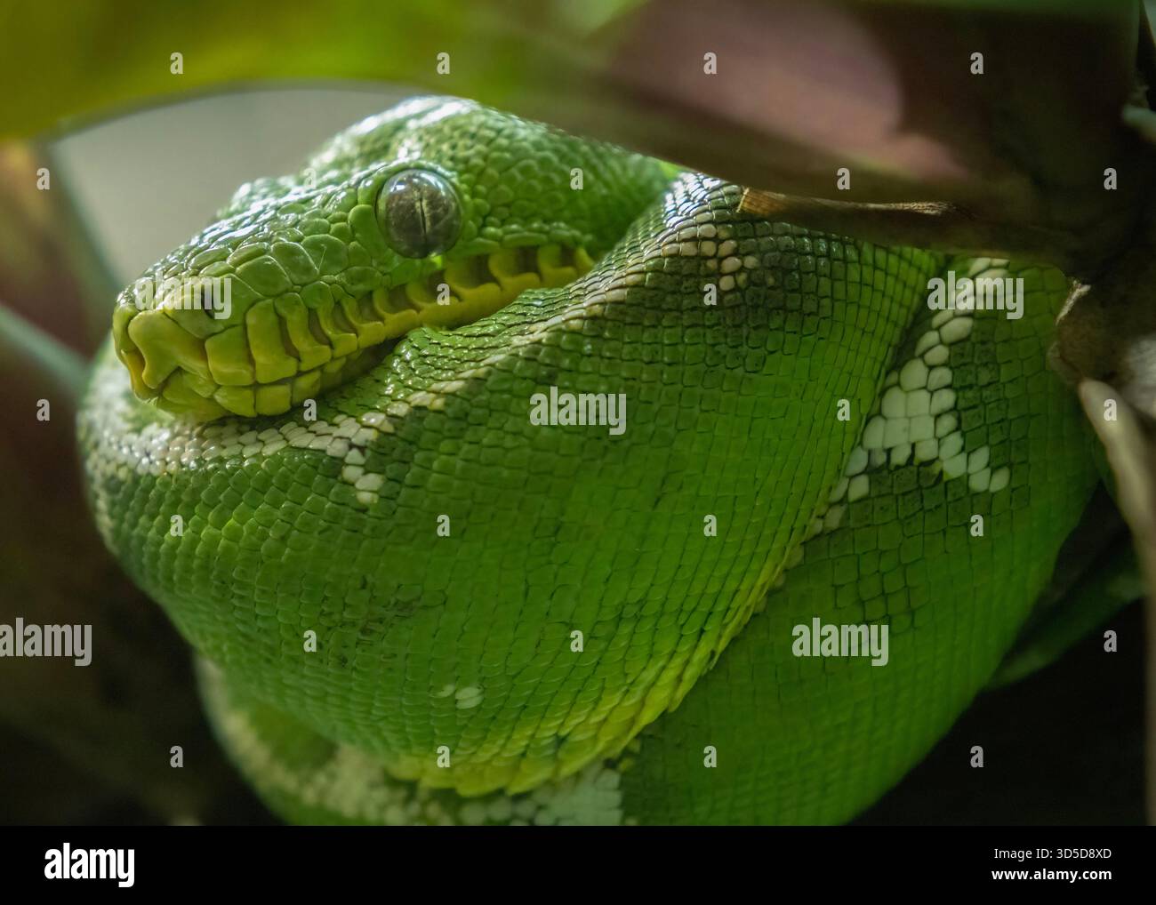 Emerald tree boa Foto Stock