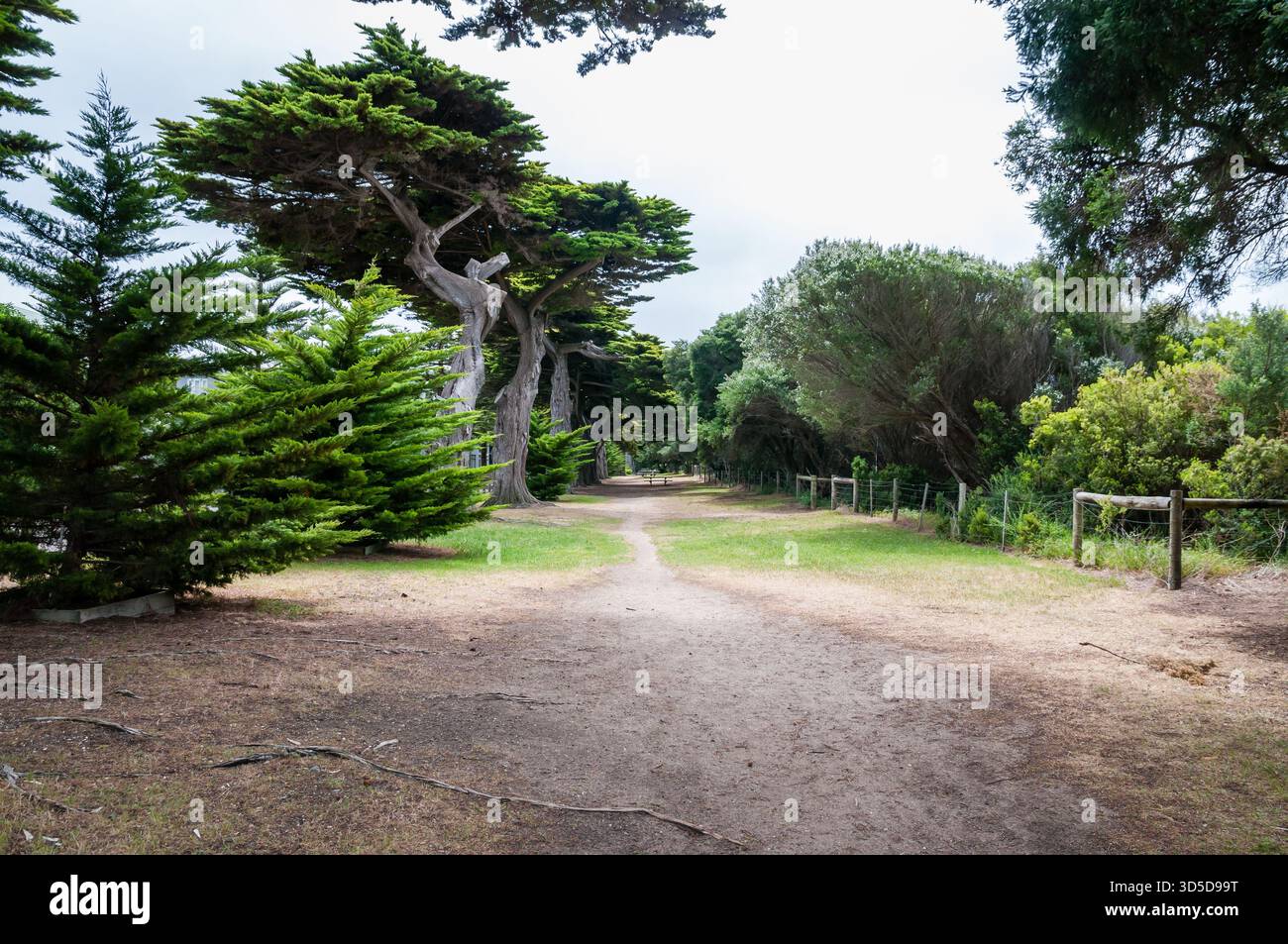 cypress avenue, Lorne, Great Ocean Road, Victoria, Australia Foto Stock