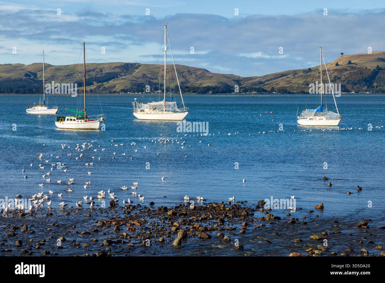 Yacht e uno stormo di gabbiani sulle acque di Otago Harbour nell'Isola del Sud della nuova Zelanda Foto Stock