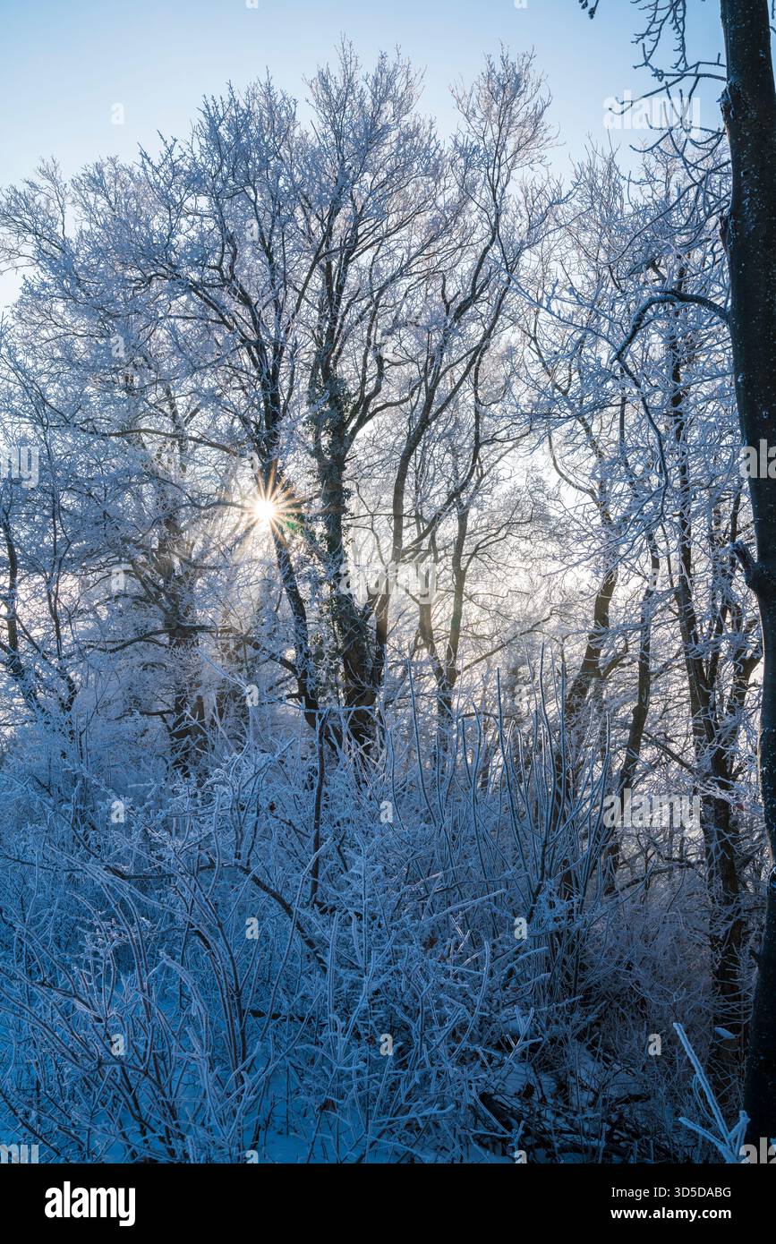 Germania, alberi ricoperti di neve bianca rami piante con raggi del sole che brillano magicamente attraverso la foresta in un paesaggio freddo invernale Foto Stock