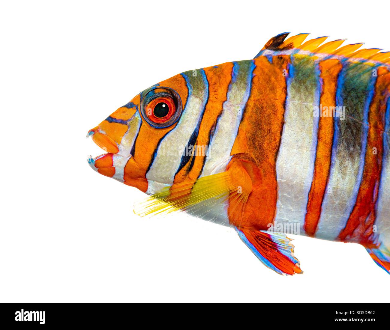 Primo piano di un pesce tuskfish arlecchino, Choerodon fasciatus, che mostra le sue vivaci strisce arancioni, blu e bianche, isolate sul bianco Foto Stock