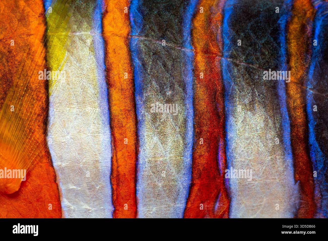 Primo piano della pelle di pesce zaffiro di arlecchino che rivela un'affascinante esposizione di colore e consistenza Foto Stock