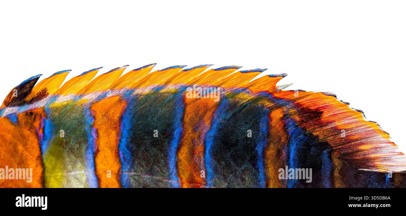 Primo piano di una pinna dorsale di pesce fuso arlecchino, con colori arancione, blu e nero vivaci, isolati sul bianco Foto Stock
