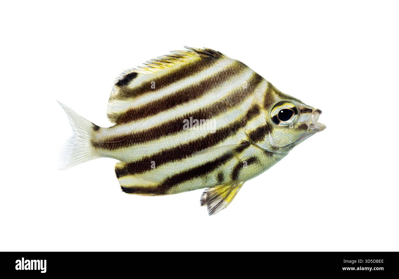 Pesci strigatus di Microcanthus che nuotano su sfondo bianco Foto Stock