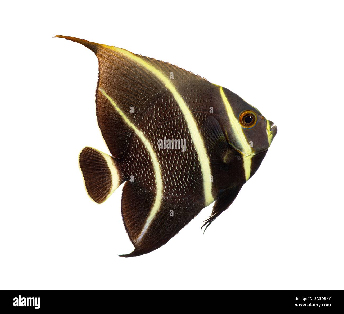 Pesce angelo francese subadulto, pomacanthus paru, che mostra le sue vivaci strisce su uno sfondo bianco Foto Stock