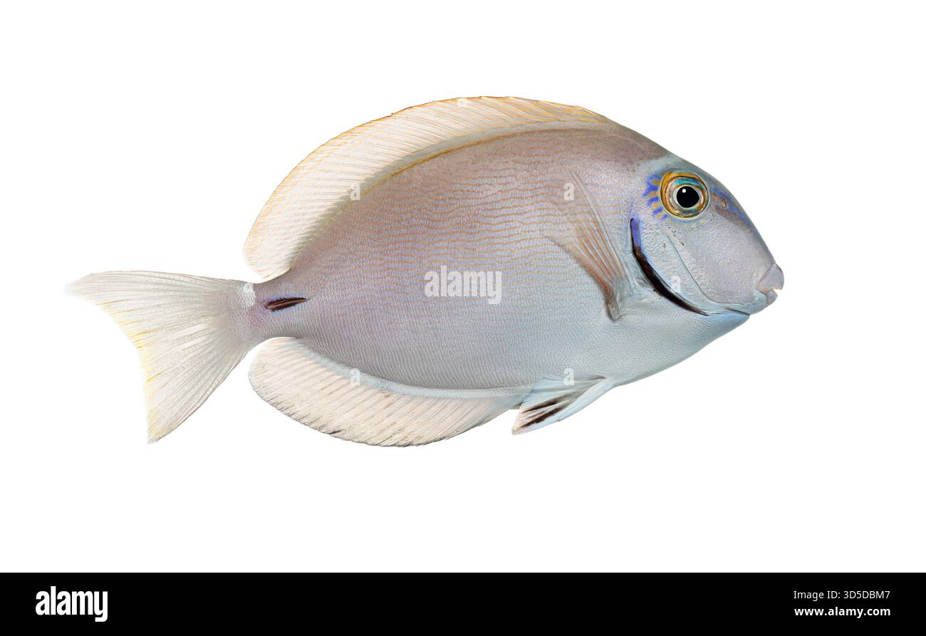Vista profilo di un pesce surgeonfish dell'oceano, acanthurus bahianus, isolato sul bianco Foto Stock