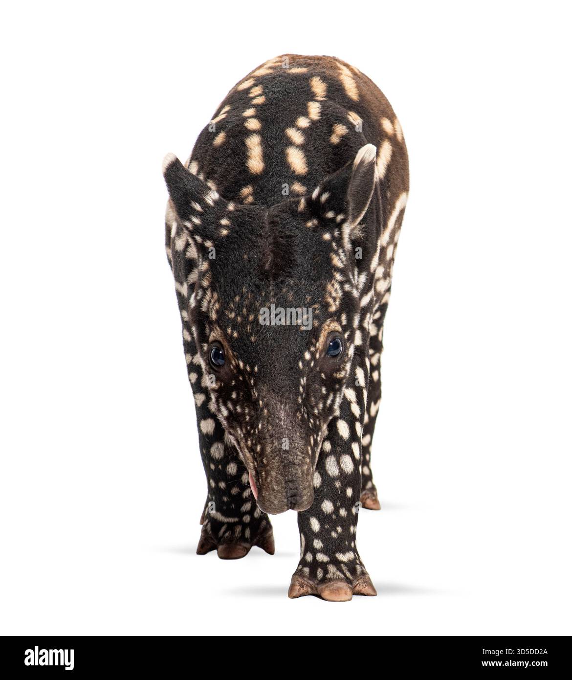 Giovane tapir malese, tapirus indicus, che cammina verso l'osservatore su uno sfondo bianco Foto Stock