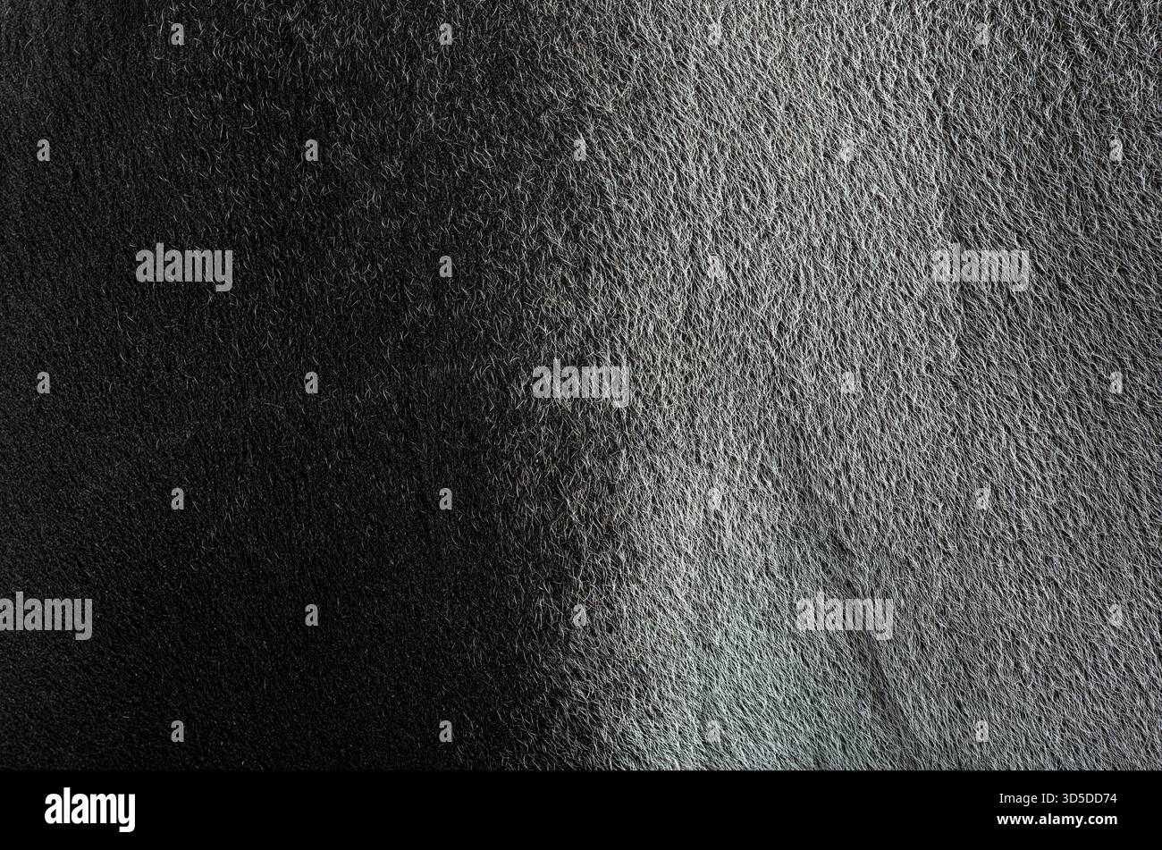 Vista dettagliata dell'esclusivo motivo di pelliccia di un tapir malese, che mostra il distinto contrasto bianco e nero Foto Stock