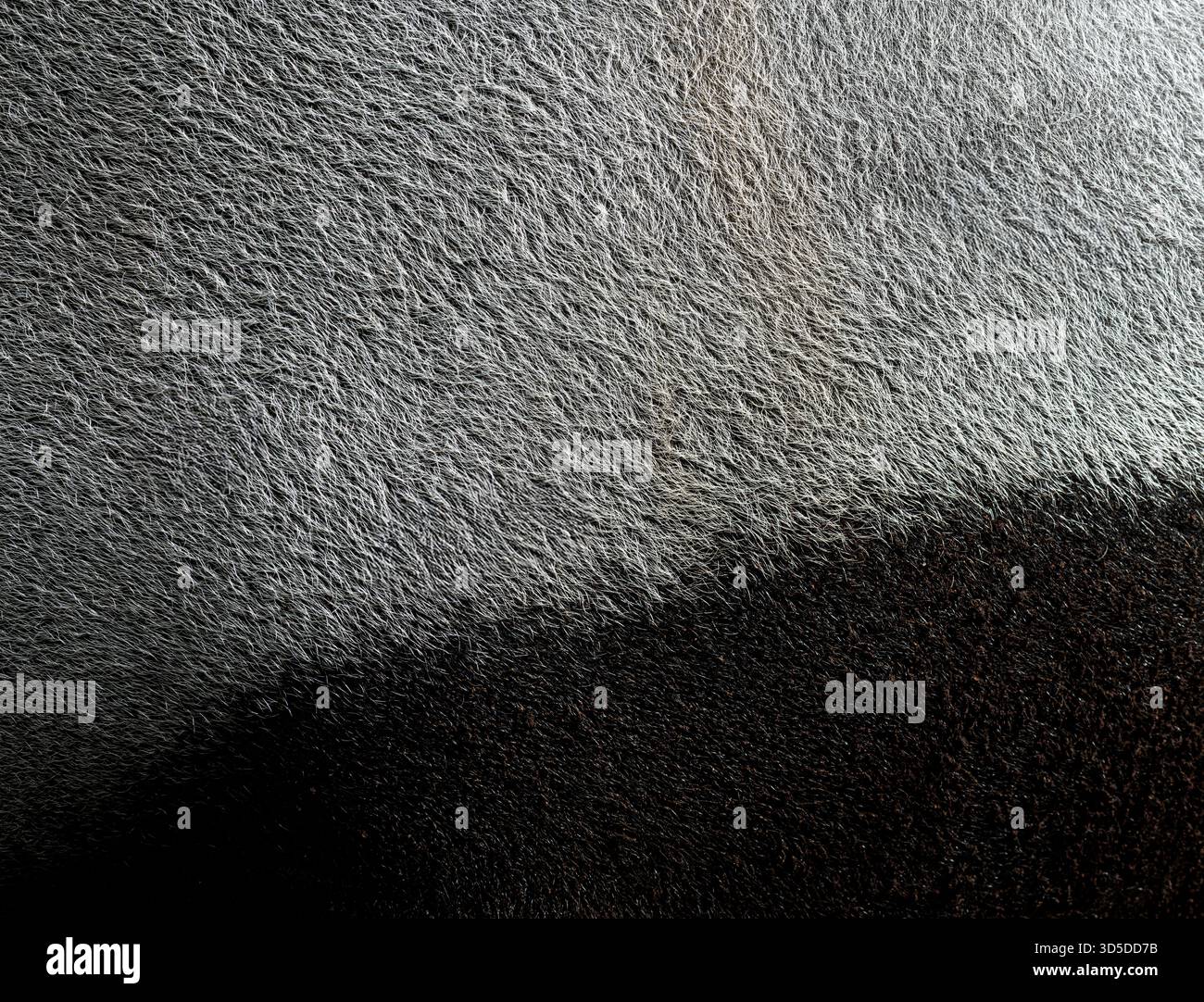 Vista dettagliata della pelliccia di un tapir malese - tapirus indicus - , evidenziando la distinta divisione di colore bianco e nero Foto Stock