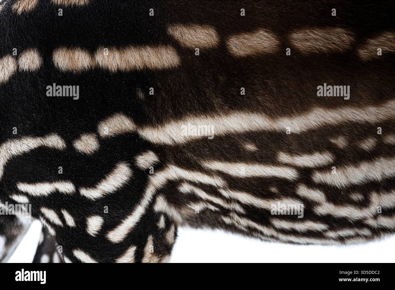 Vista dettagliata del caratteristico motivo di pelliccia di un tapir malese - tapirus indicus - , che mette in risalto i suoi contrasti segni in bianco e nero Foto Stock