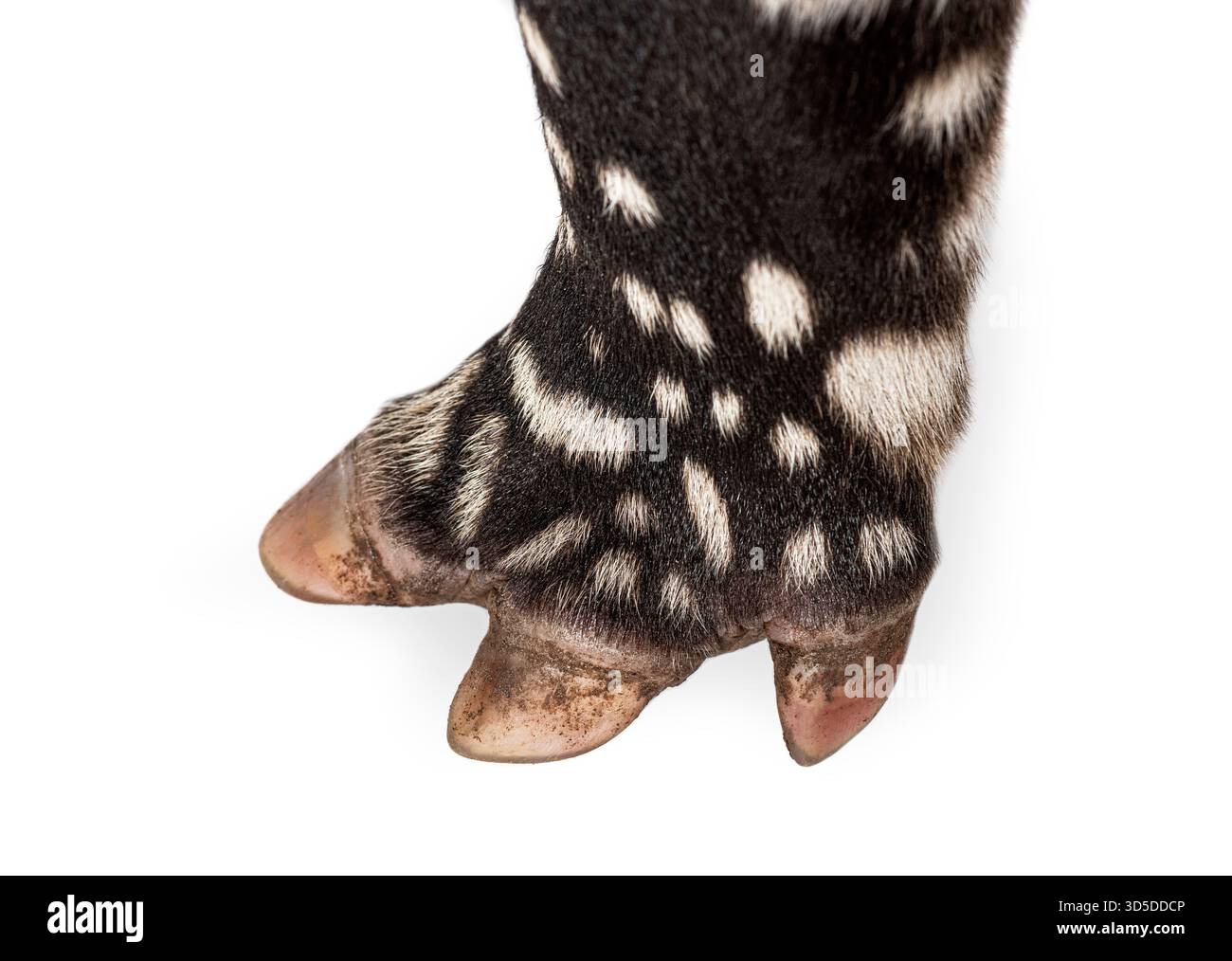 Vista dettagliata dello zoccolo di un tapiro malese, evidenziando le sue distintive marcature in bianco e nero e la texture unica della pelle Foto Stock