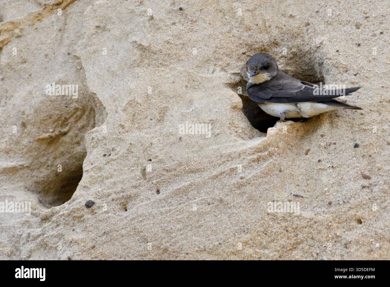 Sabbia Martin / Banca Swallow / Uferschwalbe ( Riparia Riparia) seduta al suo nido foro, in una scogliera di sabbia di una banca di fiume, la fauna selvatica, l'Europa. Foto Stock