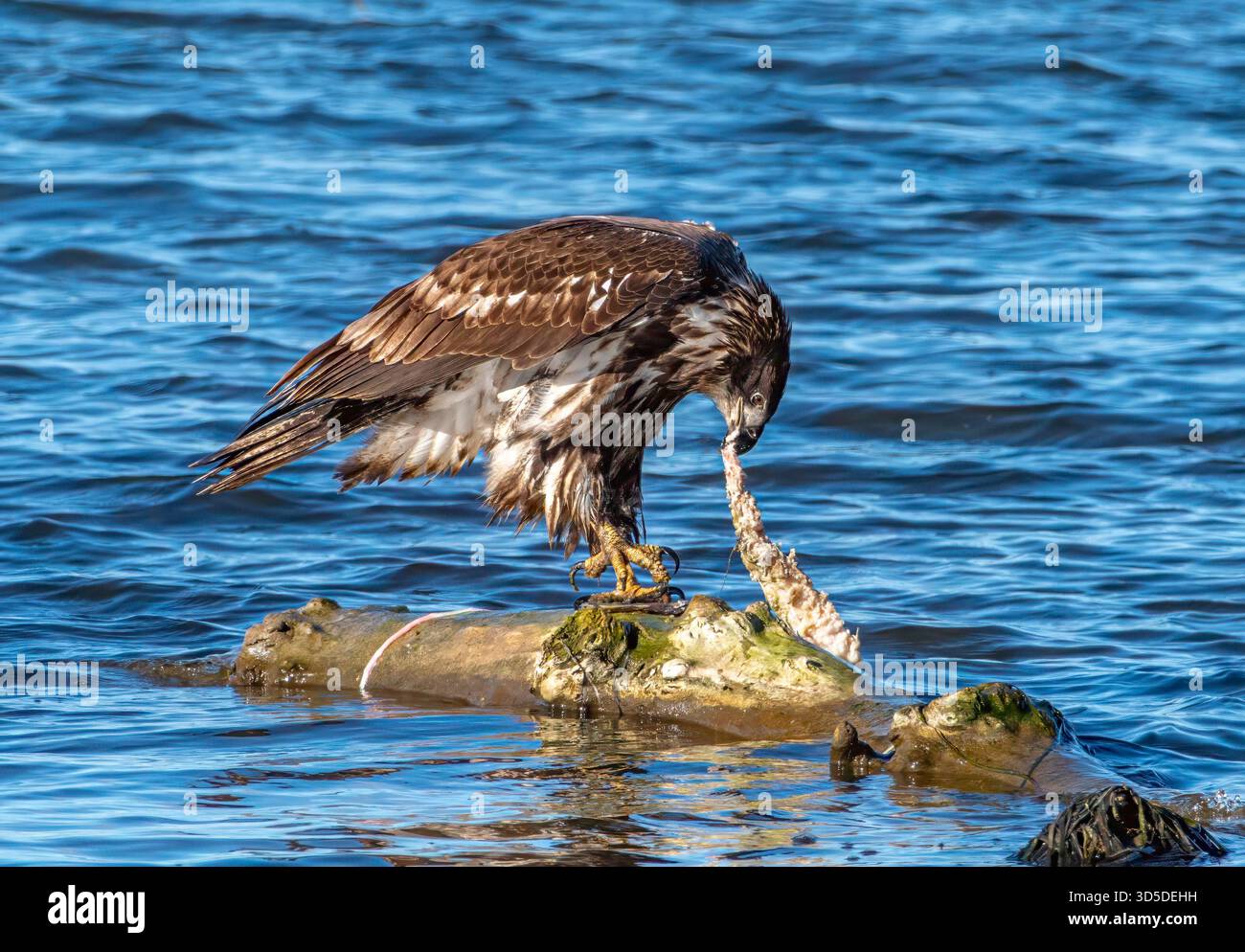 Giovane aquila calva arroccata su un tronco del fiume Mississippi, che distrugge una carcassa di pesce nella regione senza pilota. Foto Stock