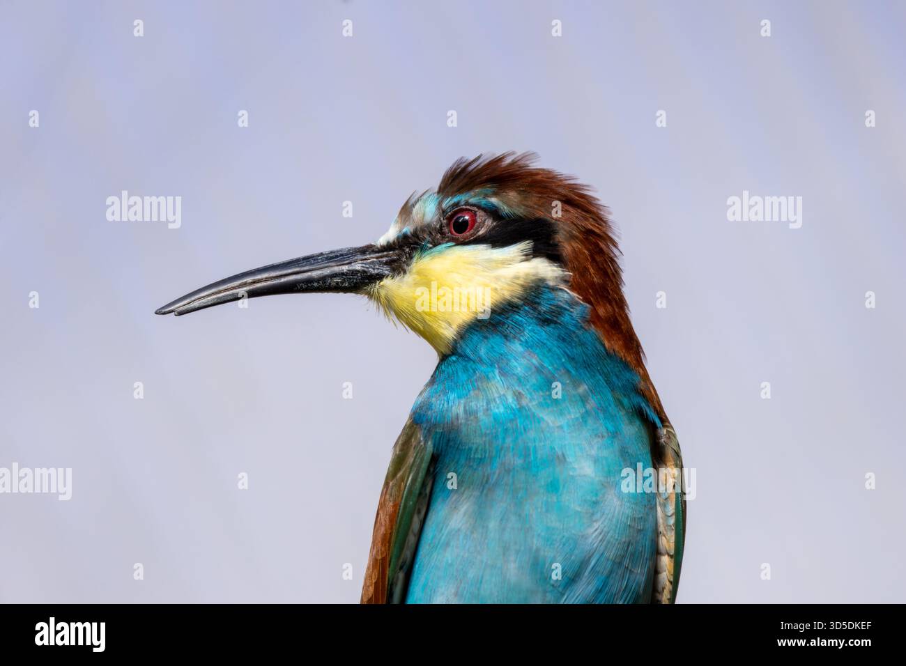 Un vibrante uccello mangiatore di insetti originario dell'Europa meridionale e centrale, che cattura api, vespe e libellule a mezz'aria. Foto scattata su un bordo di un fiume sabbioso Foto Stock
