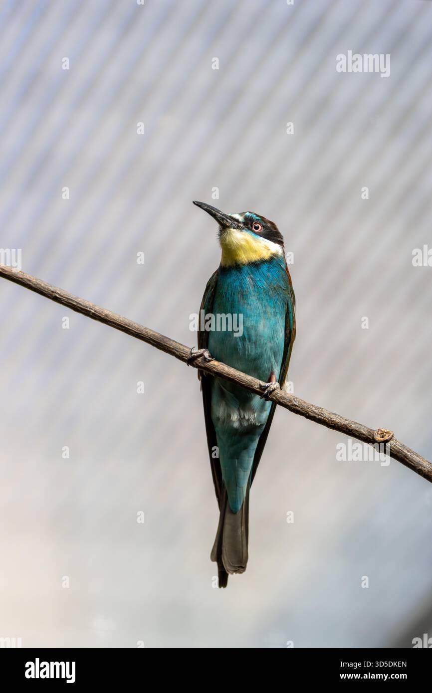 Un vibrante uccello mangiatore di insetti originario dell'Europa meridionale e centrale, che cattura api, vespe e libellule a mezz'aria. Foto scattata su un bordo di un fiume sabbioso Foto Stock