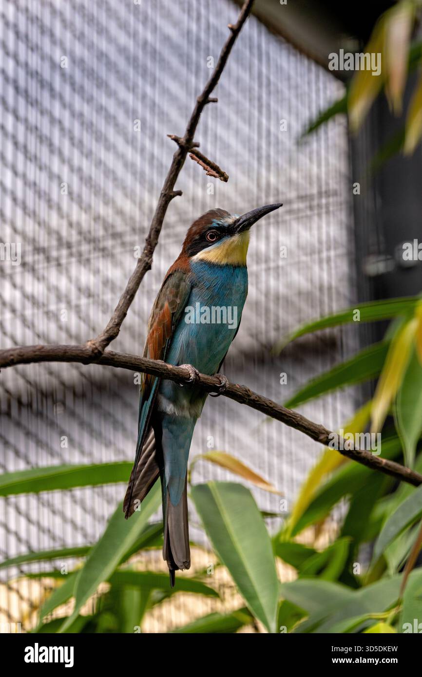 Un vibrante uccello mangiatore di insetti originario dell'Europa meridionale e centrale, che cattura api, vespe e libellule a mezz'aria. Foto scattata su un bordo di un fiume sabbioso Foto Stock