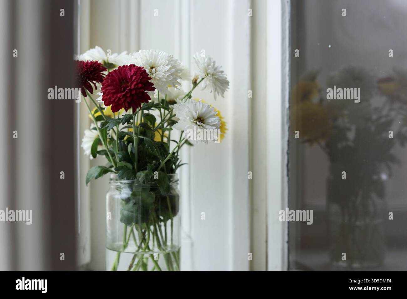 Bouquet di crisantemi in un vaso di vetro posto su davanzale, catturato dalla luce naturale soffusa. I fiori si riflettono nella finestra Foto Stock