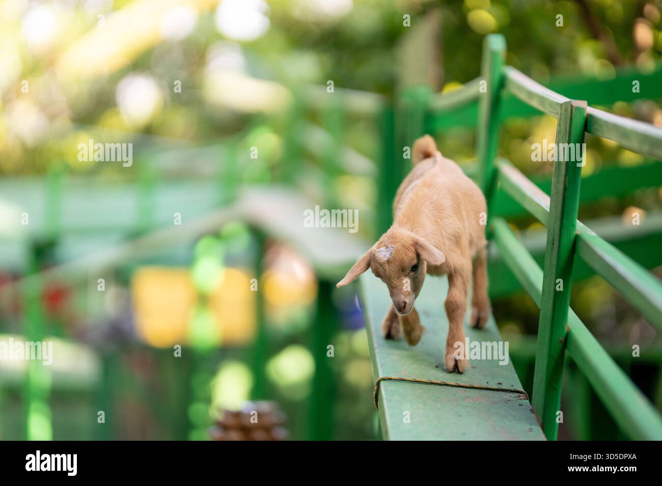 Foto di scorta di una capra nana in un'azienda agricola Foto Stock