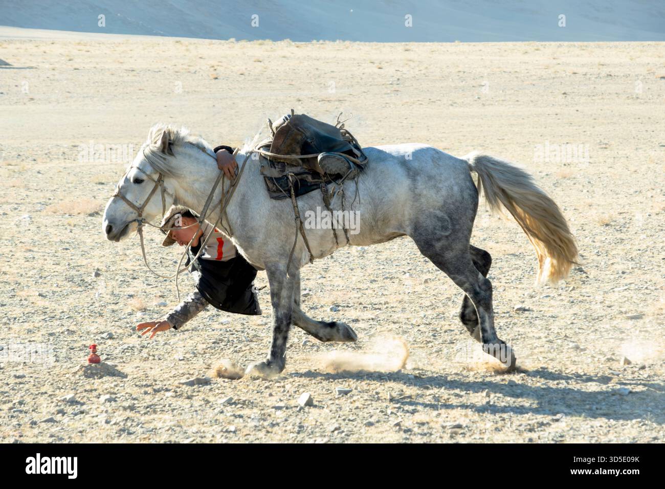 Cavaliere su un cavallo al galoppo che raggiunge per prendere una moneta da terra nel deserto, il festival dell'aquila, la Mongolia, la provincia di Bayan-Olgii Foto Stock