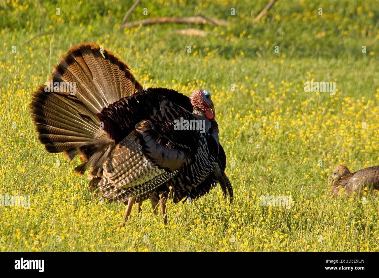 Un grande Tom Turkey si impegna in attività di accoppiamento facendo la sua roba in un prato del Parco Nazionale delle Great Smoky Mountain. Foto Stock