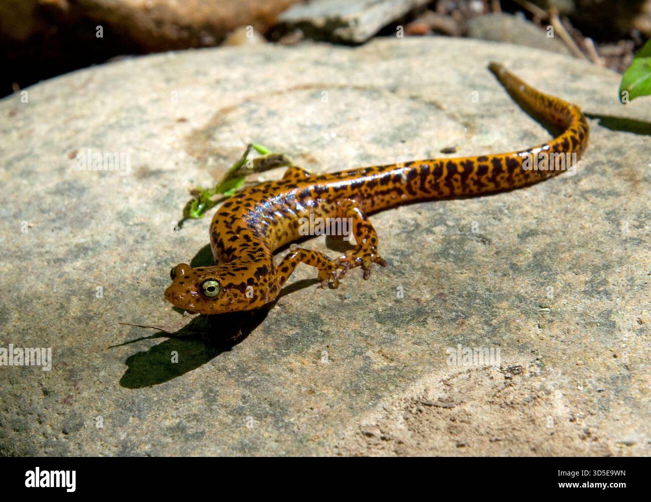 Salamandra dalla coda lunga (Eurycea longicauda) su una roccia lungo il fiume nelle montagne vicino a Townsend, Tennessee. Foto Stock
