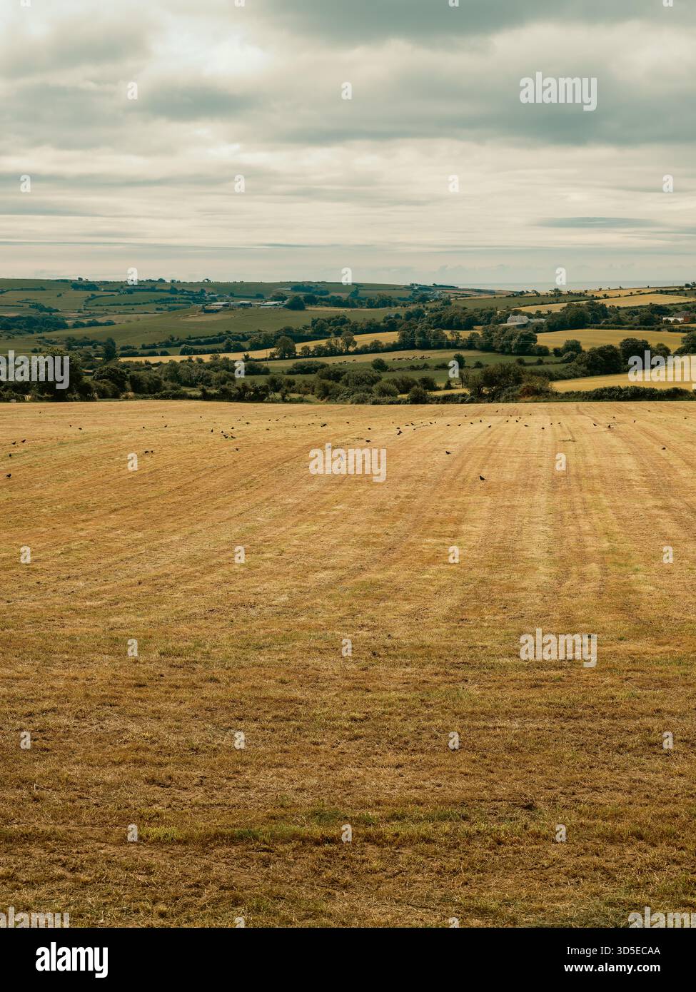 Il contrasto tra il campo dorato e le verdi colline crea una composizione del paesaggio avvincente. Foto Stock