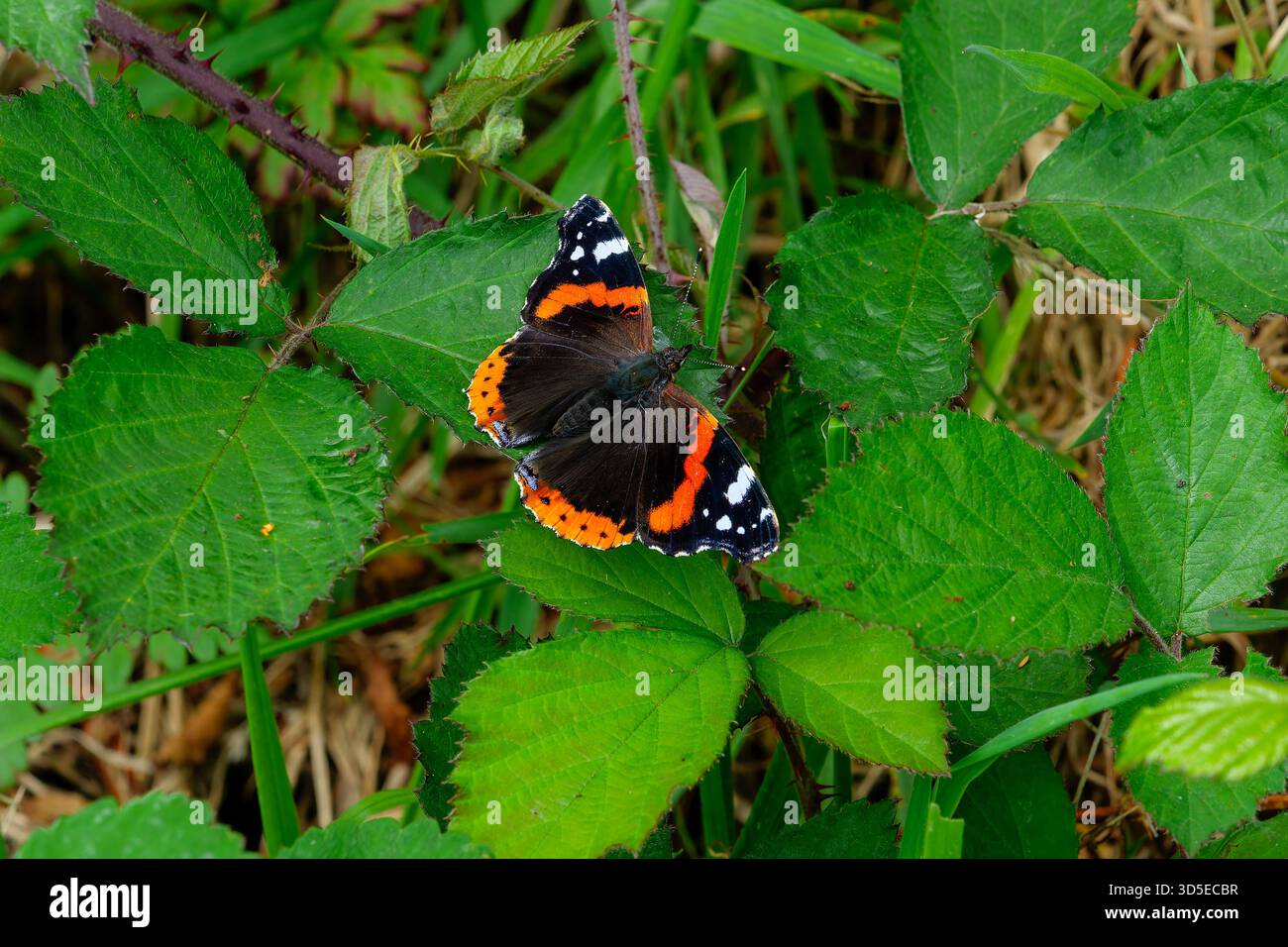 Immagine ad alta risoluzione che evidenzia gli esclusivi contrassegni alari della farfalla. Foto Stock