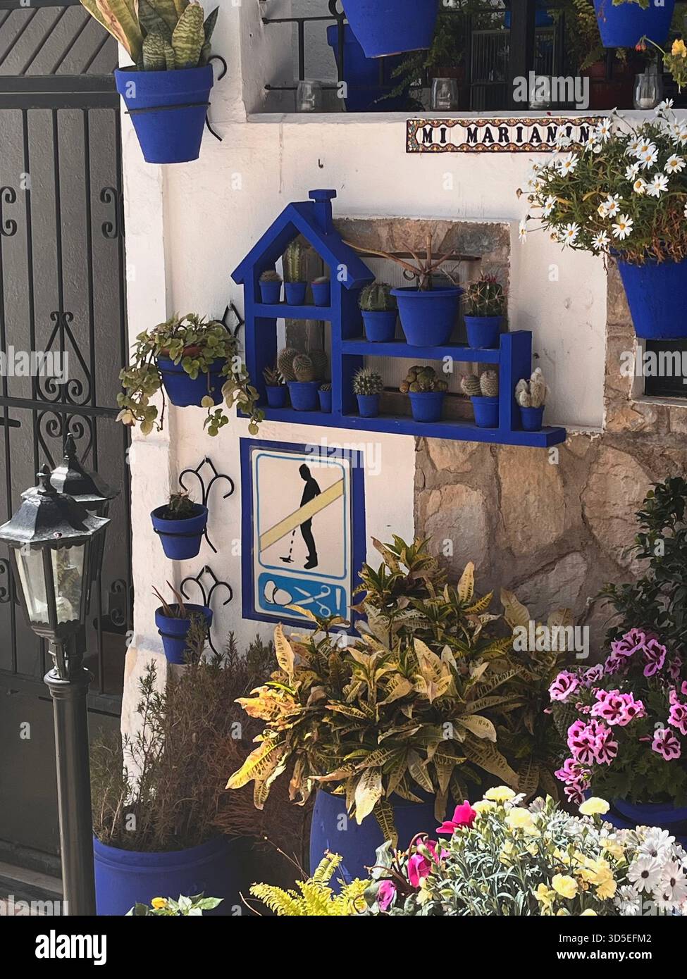 Vivace esposizione di vasi di fiori in ceramica blu e uno scaffale decorativo di cactus su una parete imbiancata ad Alicante, Spagna. Foto Stock