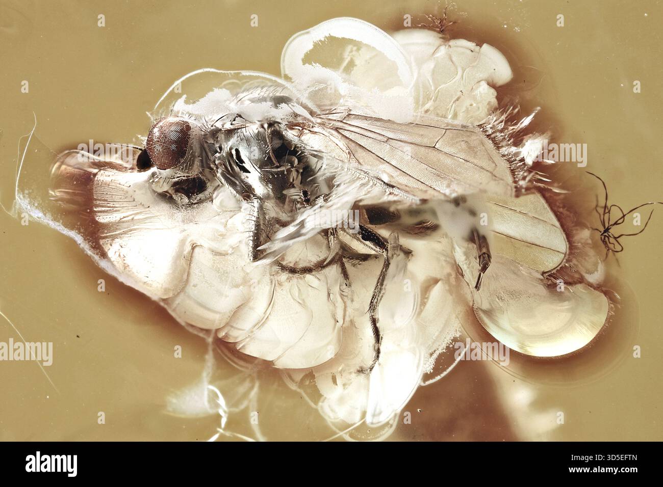 Eocene Baltico Acalyptratae fossile intatto 40 MYO volano con una morfologia realistica che comprende testa occhi torace addome e ali Foto Stock